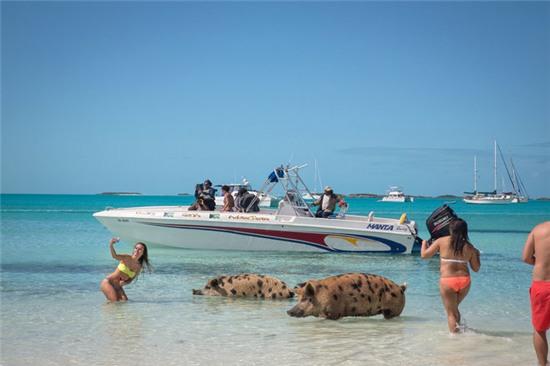 Hòn đảo lợn siêu đáng yêu khiến du khách phát cuồng
