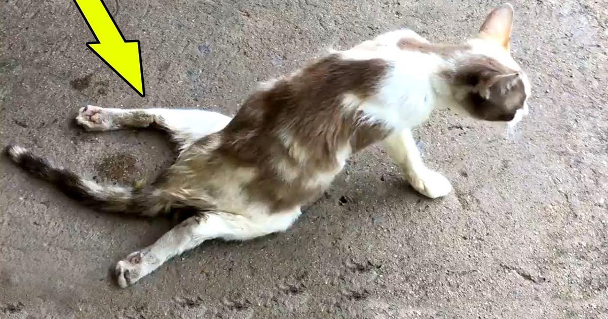 Cat Dragging Down The Street Trying To Find Help Now Watch When