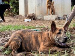 Ảnh: Chó nuôi 'tung hoành' phố phường Hà Nội trước luật cấm mới