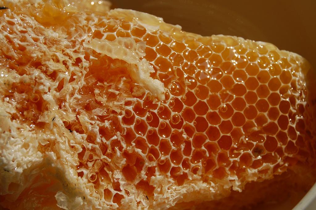 Mật ong rừng U Minh ngon nổi tiếng cả nước