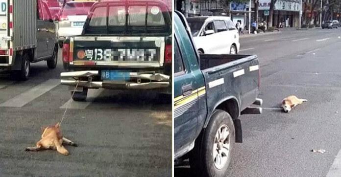 truck chain dog