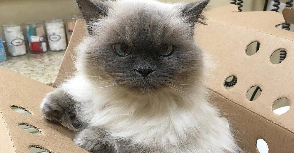 14 Year Old Surrendered Shelter Cat Spots A Woman And Begs Her To