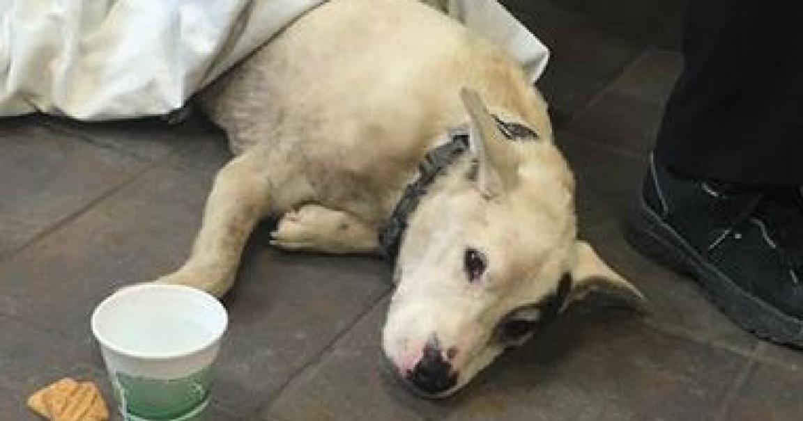 Lost Dog Walks Into Hospital Waiting Room And Lays Down Doctors Speechless When They Realize Why lost dog walks into hospital waiting room and lays down doctors speechless when they realize why