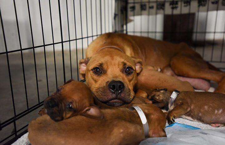 mama dog