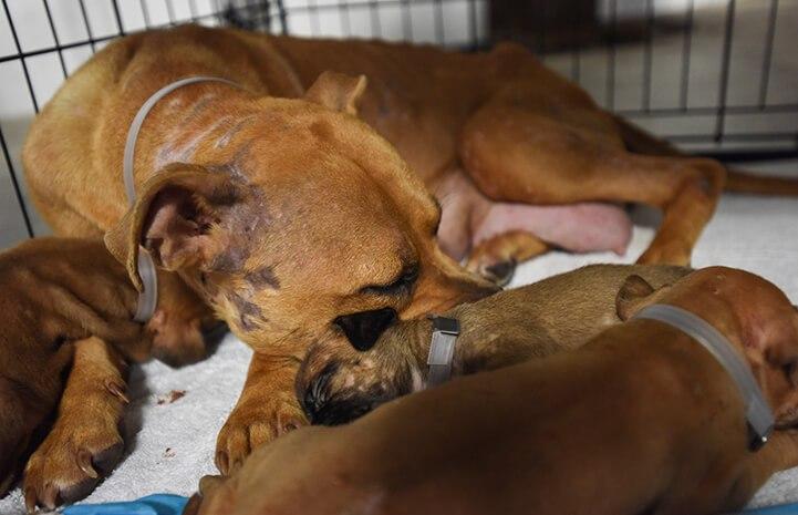 mama dog