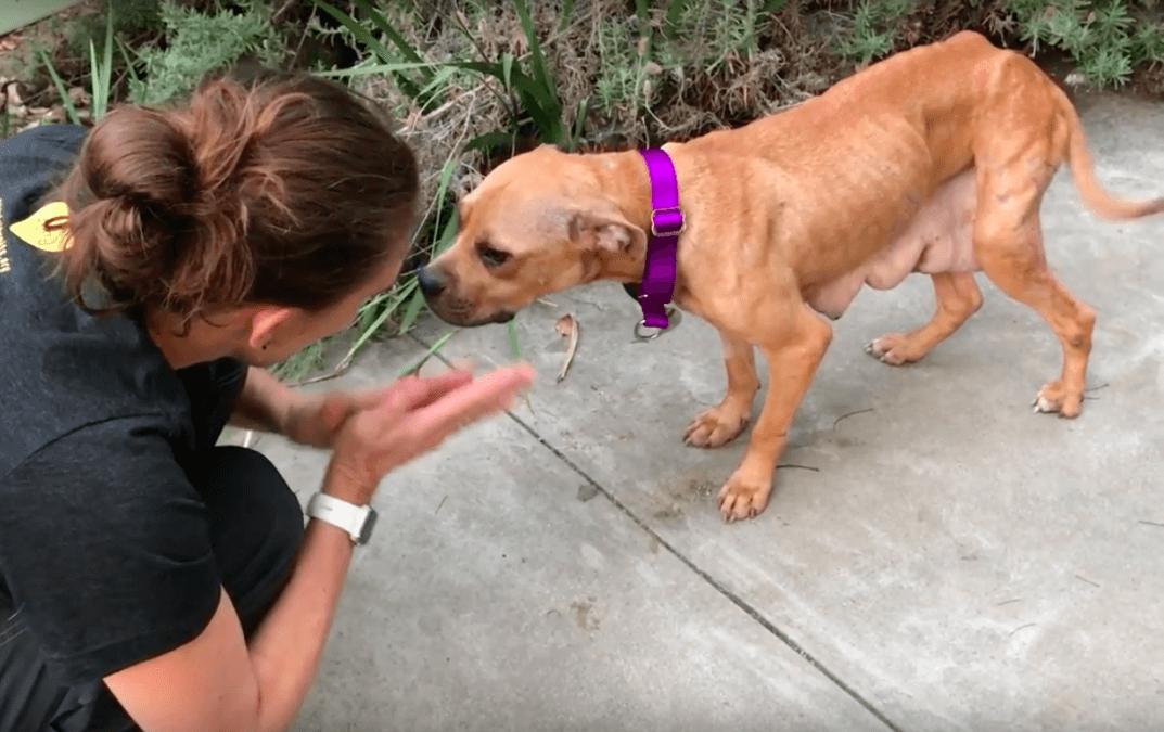 mama dog