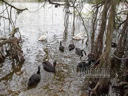 Hà Nội thả 12 con thiên nga châu Âu ở hồ Gươm