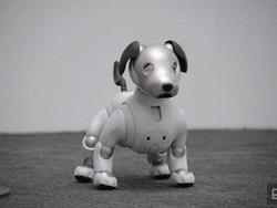 Năm mới Mậu Tuất, gặp chú chó robot dễ thương nhất hành tinh