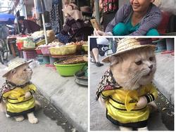 Chú mèo Việt gây bão mạng quốc tế bởi thần thái siêu 'ngầu'