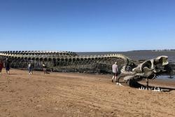 Bộ xương rắn khổng lồ nổi bật giữa bãi biển hút khách du lịch
