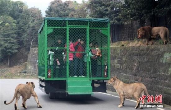 Sở thú kỳ lạ 'nhốt' du khách vào chuồng, thả sư tử tự do 2