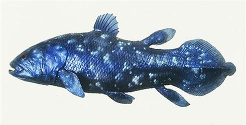 Cá có thân hình kỳ lạ lọt lưới ngư dân Nhật Bản 1