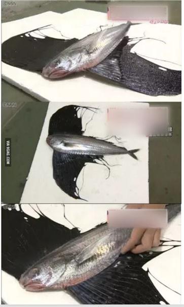 Cá có thân hình kỳ lạ lọt lưới ngư dân Nhật Bản 2