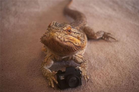 Pringle - chú thằn lằn có khả năng làm mẫu ảnh cực chuyên nghiệp 4