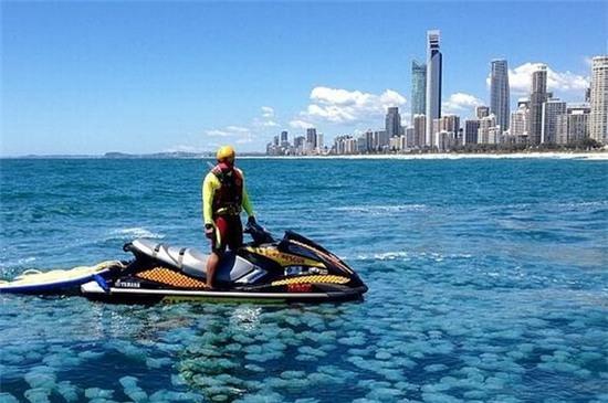 Đàn sứa xanh tuyệt đẹp bất ngờ "xâm lược" vùng biển Australia 1