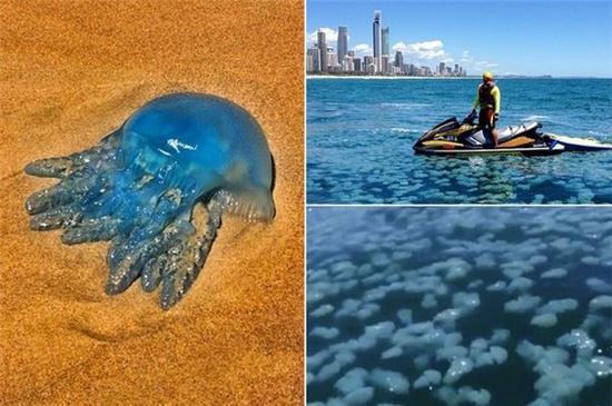 Đàn sứa xanh tuyệt đẹp bất ngờ "xâm lược" vùng biển Australia 2