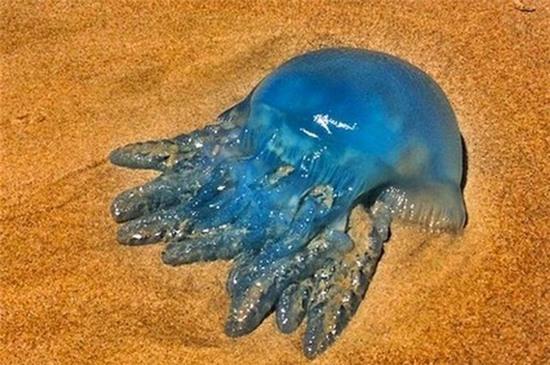 Đàn sứa xanh tuyệt đẹp bất ngờ "xâm lược" vùng biển Australia 3