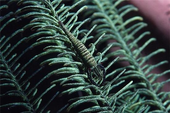 Những sinh vật ngụy trang đẹp ngất ngây dưới đáy biển 10