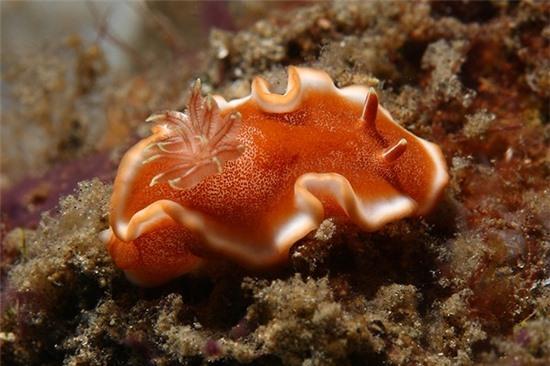 Những sinh vật ngụy trang đẹp ngất ngây dưới đáy biển 3