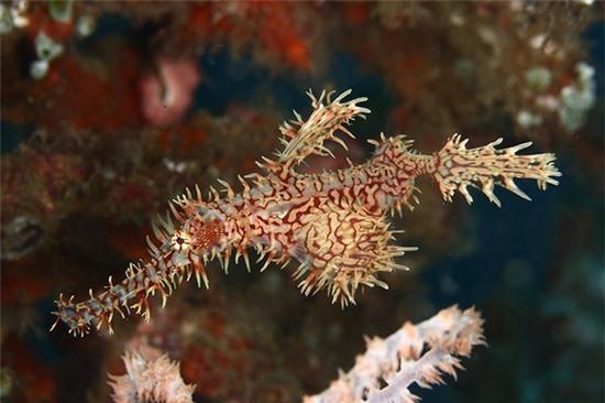 Những sinh vật ngụy trang đẹp ngất ngây dưới đáy biển 5