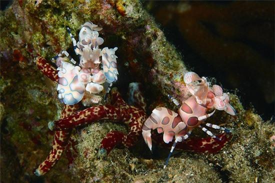Những sinh vật ngụy trang đẹp ngất ngây dưới đáy biển 9