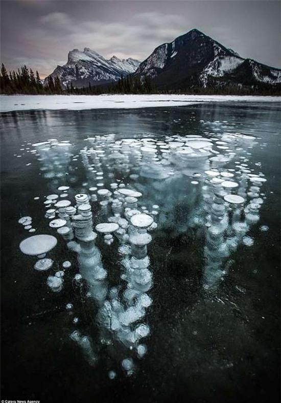 Hiện tượng lạ: Đàn "sứa" băng ở Canada 1
