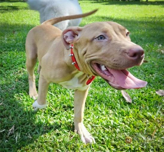 Hình ảnh "chó Pitbull cắn bị thương một chú chó to giữa phố Hà Nội" gây lo ngại 5