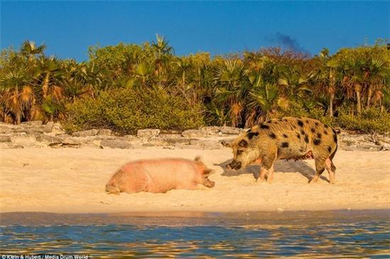 Thú vị hòn đảo khách du lịch thích đến để được… tắm với lợn 5
