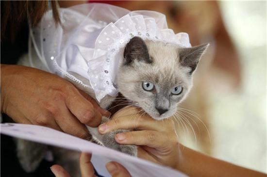 Cô mèo cưng lần đầu được trùm khăn voan trắng