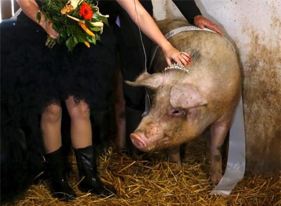 Cuộc thi hoa hậu lợn cực “chuyên nghiệp” ở Hungary