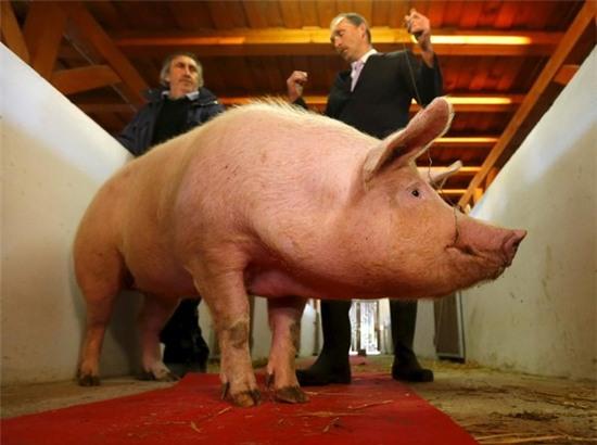 Cuộc thi hoa hậu lợn cực “chuyên nghiệp” ở Hungary 1