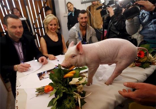 Cuộc thi hoa hậu lợn cực “chuyên nghiệp” ở Hungary 2