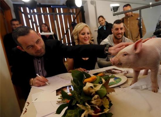 Cuộc thi hoa hậu lợn cực “chuyên nghiệp” ở Hungary 4