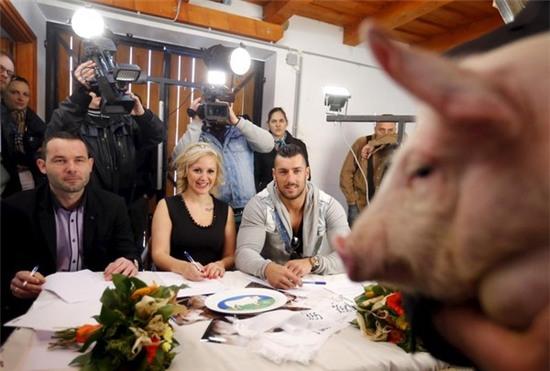 Cuộc thi hoa hậu lợn cực “chuyên nghiệp” ở Hungary 6