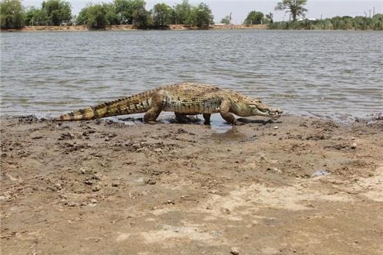 Những con cá sấu sống trong một hồ linh thiêng ở giữa thị trấn.