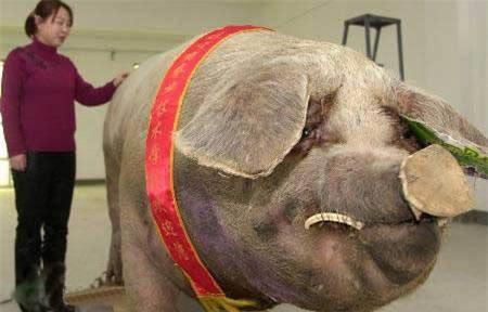 Chú lợn nặng 900 kg của Trung Quốc
