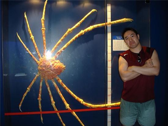 Chú nhện cua Nhật: Dài 3.8 m, nặng 19 kg