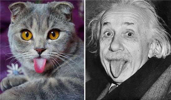 Cô mèo nổi tiếng vì thè lưỡi giống... nhà bác học Anh-xtanh - 2sao