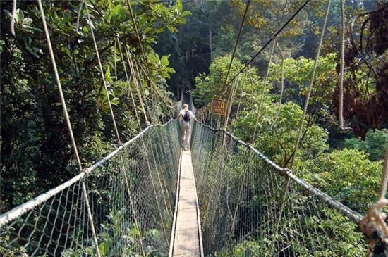 Cầu Taman Negara National Park (Malaysia): Cầu dài 510 m, cao 45 m, được coi là cầu treo đi bộ dài nhất thế giới. Cầu làm bằng ván, dây thừng và lưới, là thử thách cho bất cứ ai đi qua.