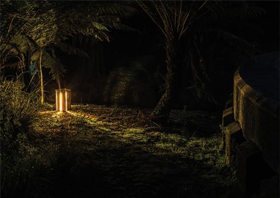Chùm ảnh cây gỗ kỳ lạ có thể phát sáng trong đêm