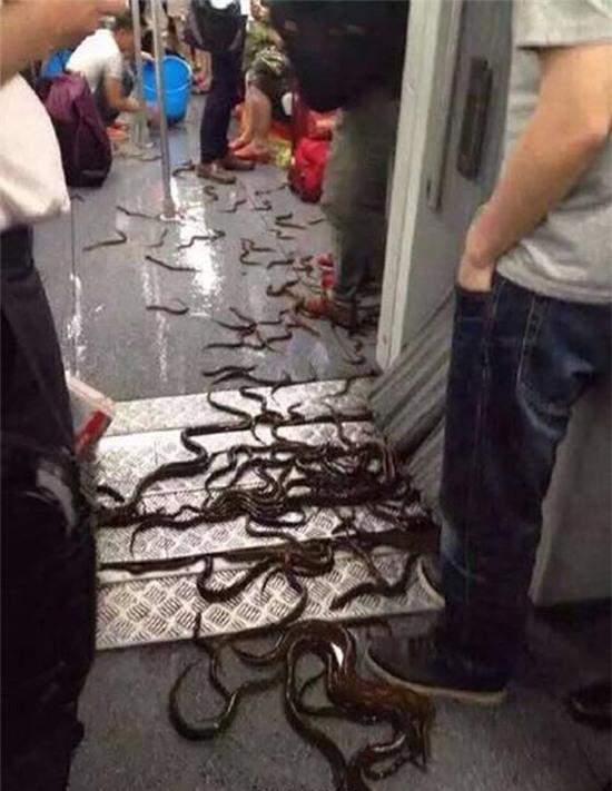 Kinh hãi cảnh tượng hàng chục con lươn bò trên sàn tàu điện ngầm