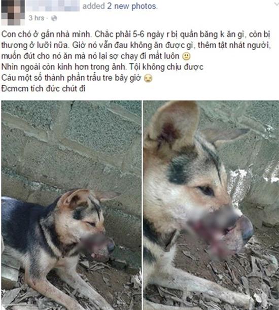 Lại thêm một chú chó bị dán băng keo bịt mõm tại Hà Nội - 2sao