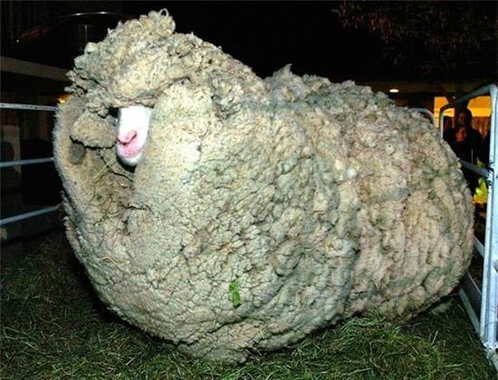 shrek-the-sheep-36-ac144