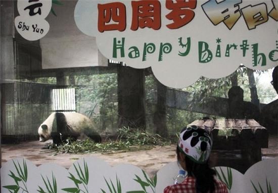 Hai chú gấu trúc cực đáng yêu trong ngày sinh nhật lần thứ 11