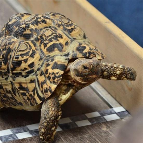 Chú rùa nhanh nhất thế giới đã được tổ chức kỷ lục Guinness công nhận