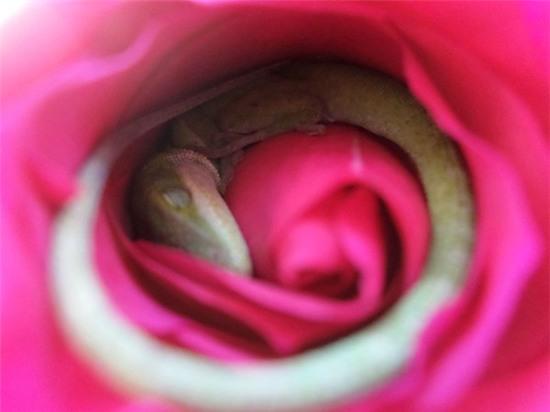 Chú thằn lằn cute vô đối khi ngủ trong lòng bông hoa hồng