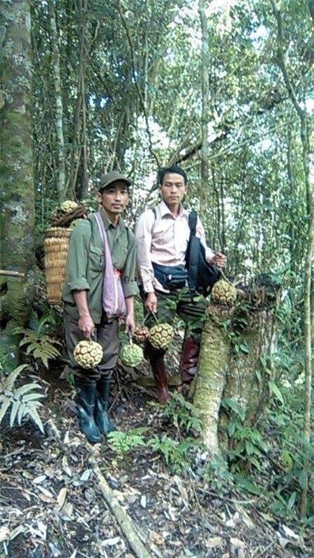 Người dân ở Sơn La trong một chuyến đi hái na rừng. Ảnh: AL.