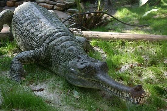  Cá sấu quí hiếm của ấn độ - Ảnh: Wikimedia 