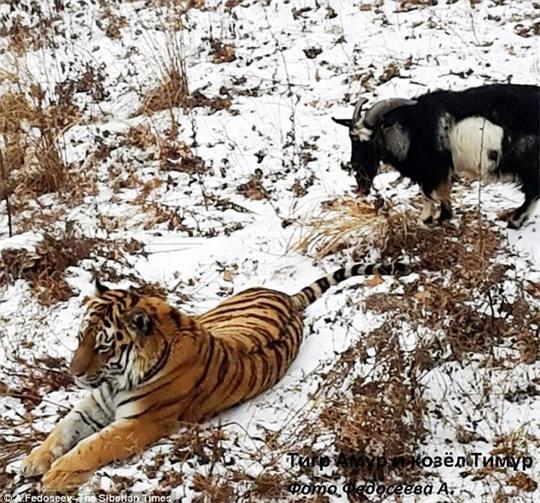 Tranh thủ lúc con hổ nghỉ ngơi, Timur thong thả gặm cỏ. Ảnh: The Siberian Times
