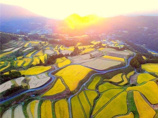 Ruộng lúa ở Tosa, Nhật Bản: Những ruộng lúa chín vàng trải dài khắp một vùng núi ở Tosa. Một Van Gogh của Nhật Bản.